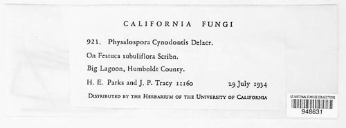 Phyllachora cynodontis image